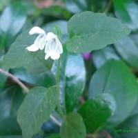 Leucas biflora (Vahl) Sm.